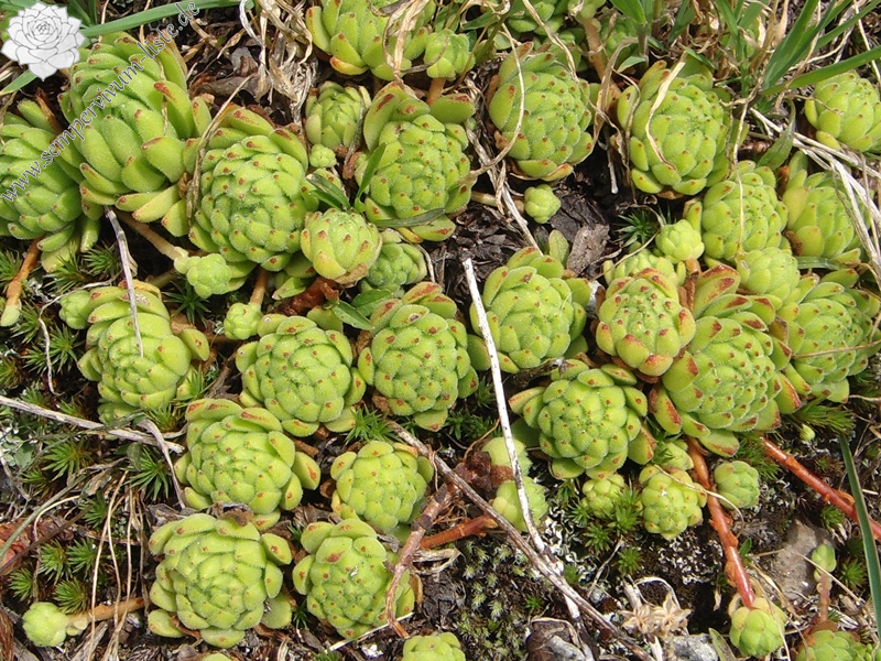 montanum ssp. montanum from Gotthard (Passhöhe)