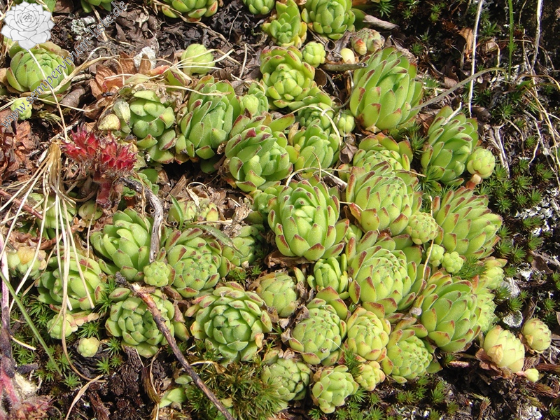 montanum ssp. montanum from Gotthard (Passhöhe)