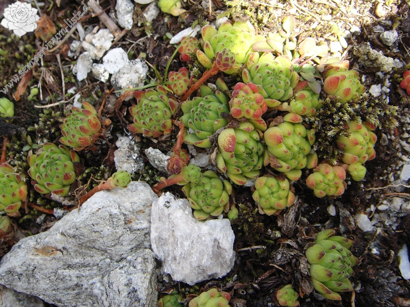 montanum ssp. montanum from Gotthard (Passhöhe)