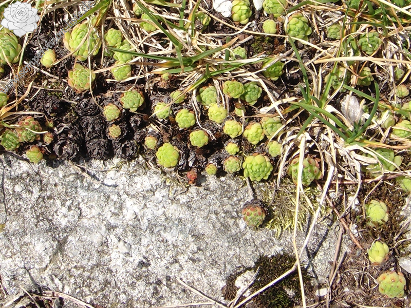 montanum ssp. montanum from Gotthard (Passhöhe)