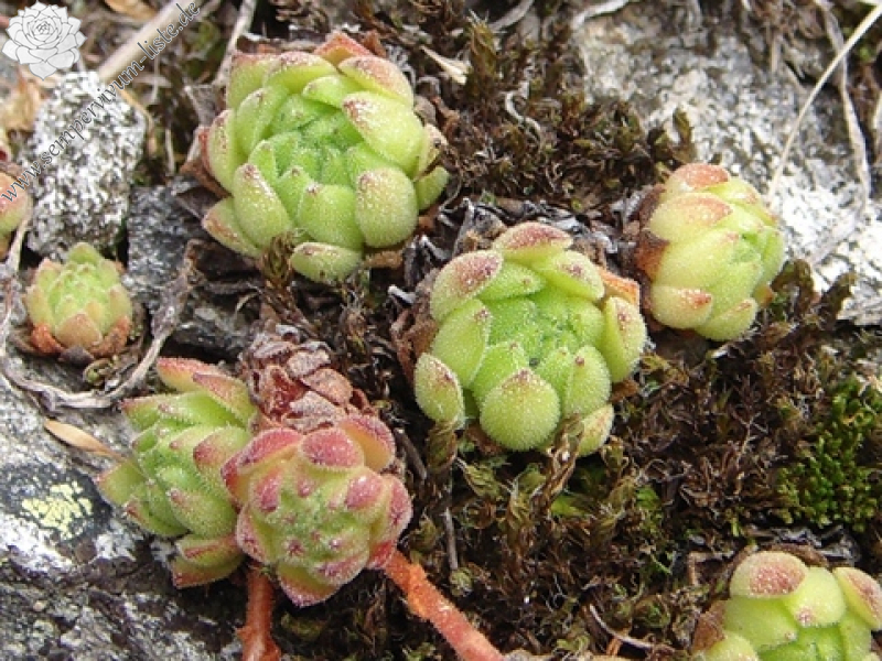 montanum ssp. montanum from Gotthard (Tremola)