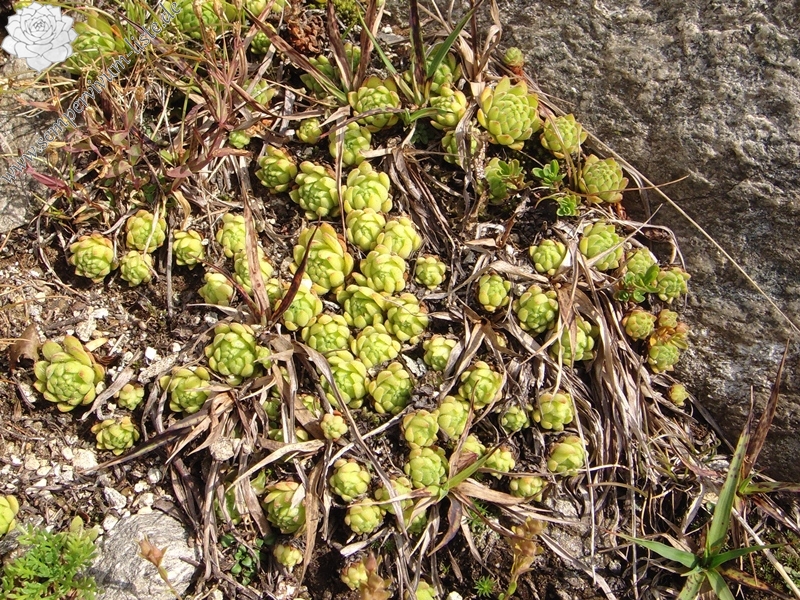 montanum ssp. montanum from Nufenenpass