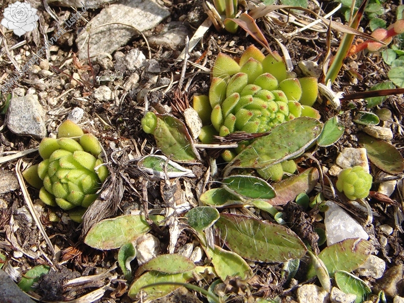 montanum ssp. montanum from Nufenenpass