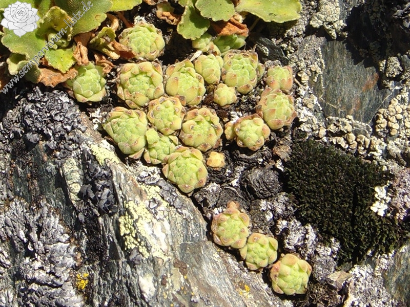 montanum ssp. montanum from Passo di Foscagno