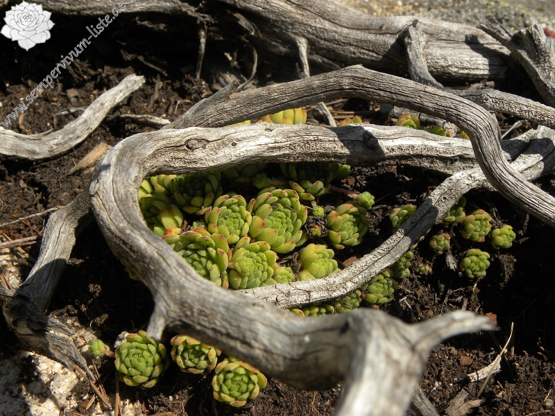 montanum ssp. montanum from Ratera, Kreuzung