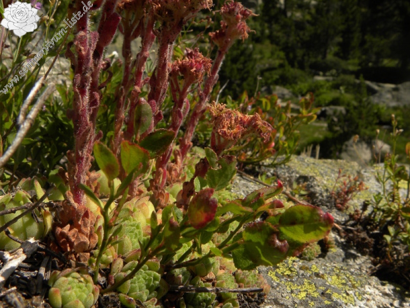 montanum ssp. montanum from Ratera, Kreuzung