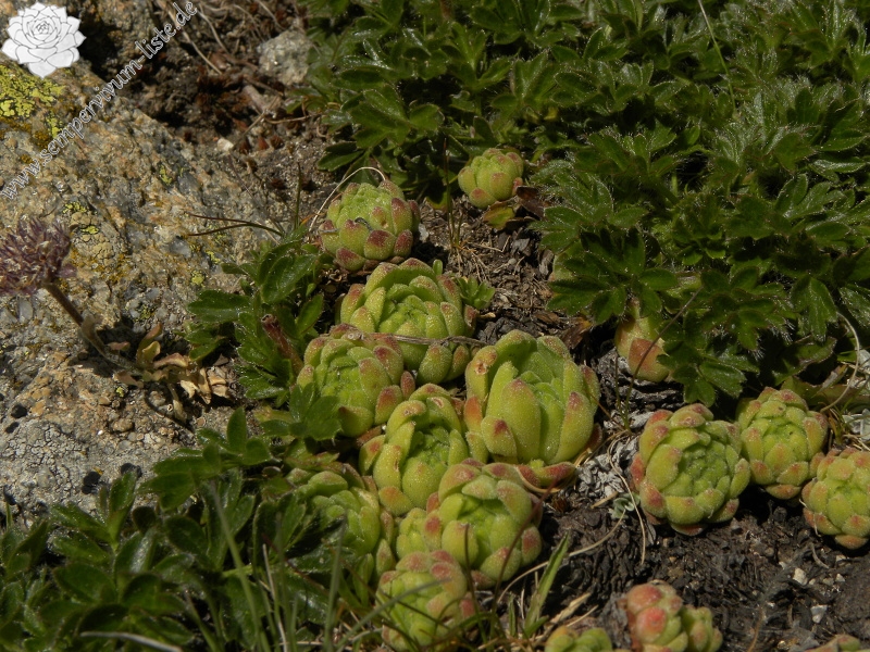 montanum ssp. montanum from Ratera, Sattel