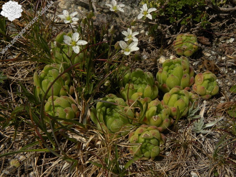 montanum ssp. montanum from Ratera, Sattel