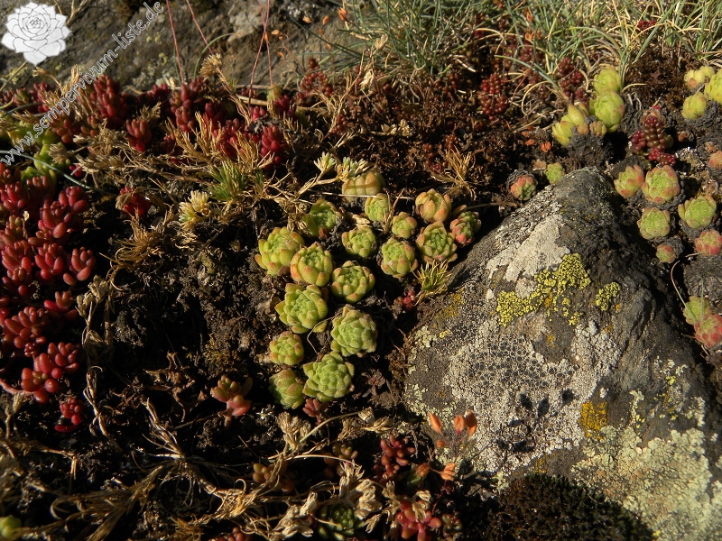 montanum ssp. montanum from Sant Maurici, Brücke