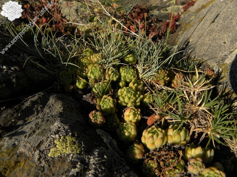 montanum ssp. montanum from Sant Maurici, Brücke