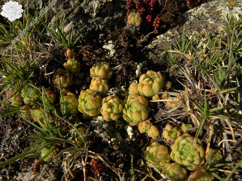 montanum ssp. montanum from Sant Maurici, Brücke