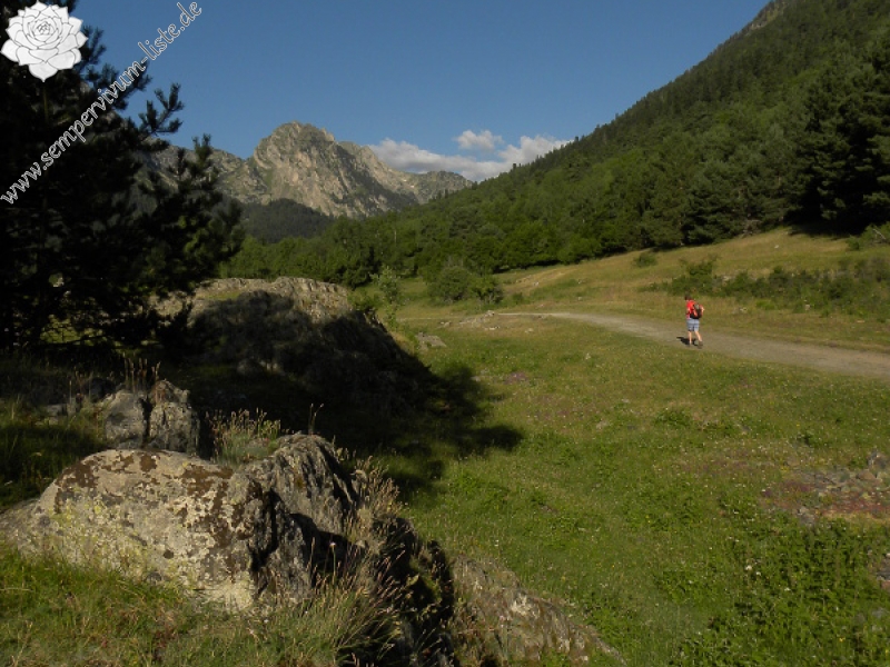 montanum ssp. montanum from Sant Maurici, Brücke