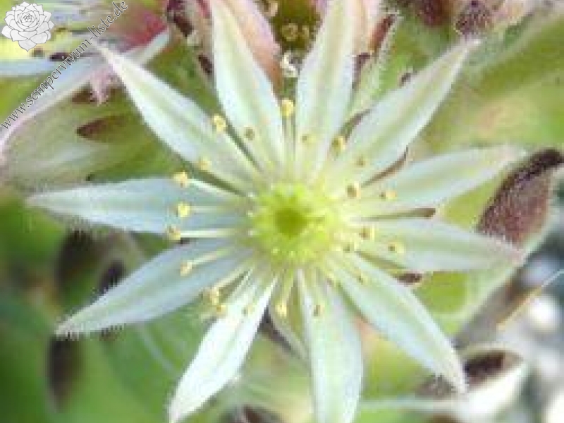 montanum (pallidum) from Bergell