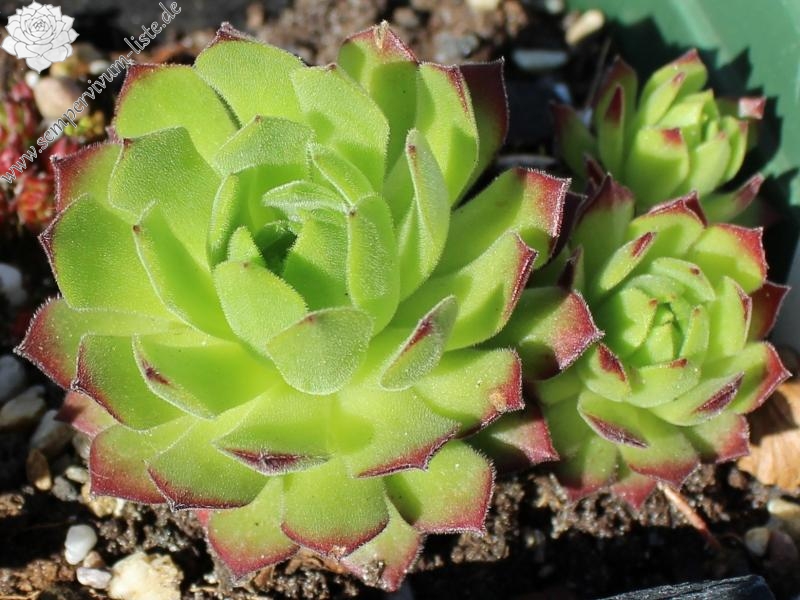 montanum ssp. burnatii from Queyras