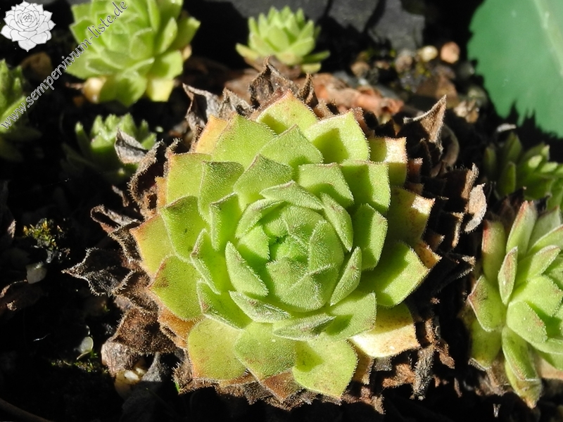 montanum ssp. burnatii from Queyras