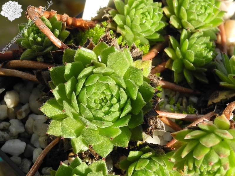 montanum from Envalirapass