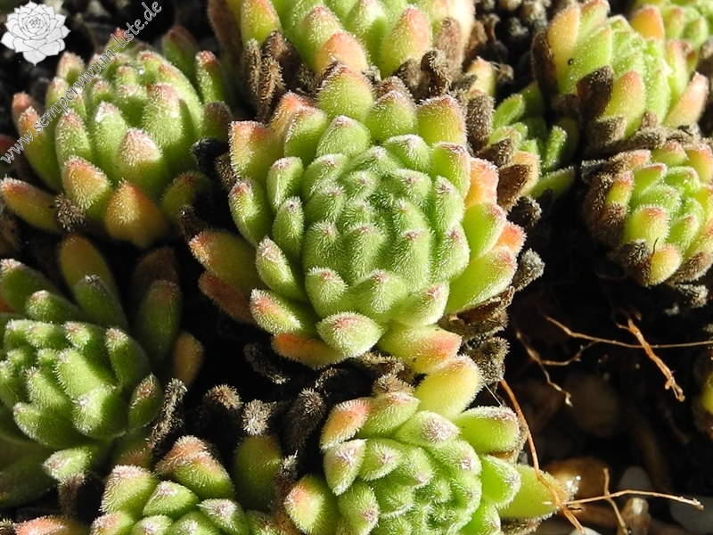 montanum from Pfossental