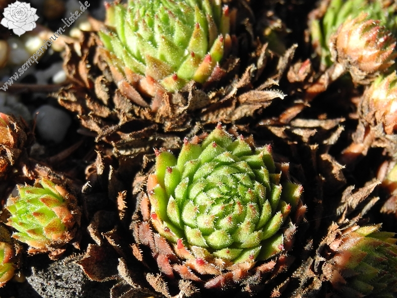 montanum (monticolum)