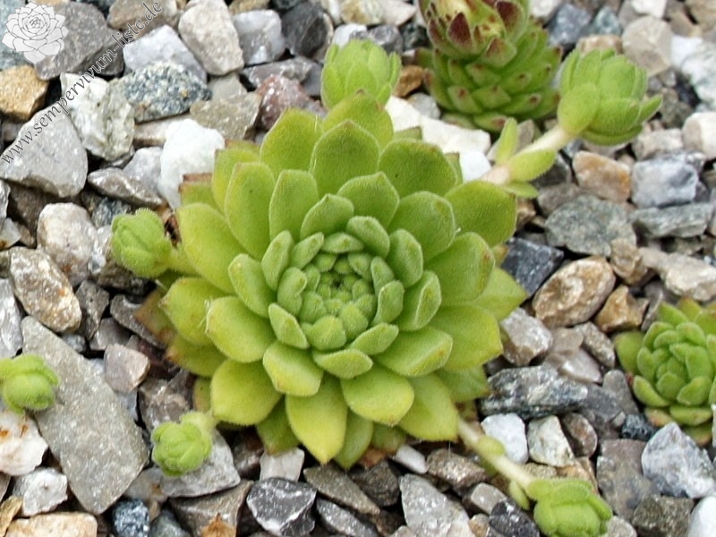 montanum from Mt. Canigou
