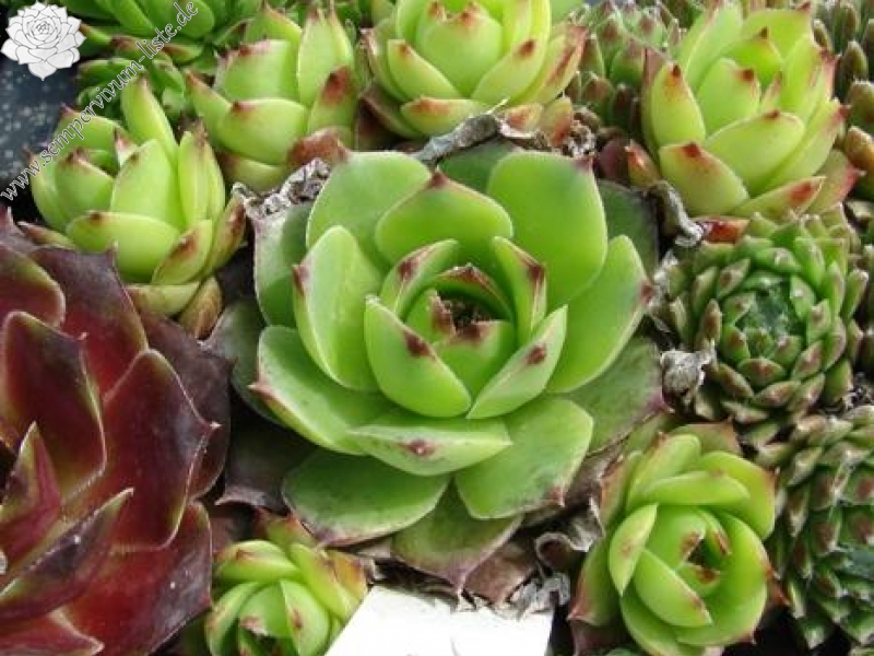 tectorum var. tectorum (murale)