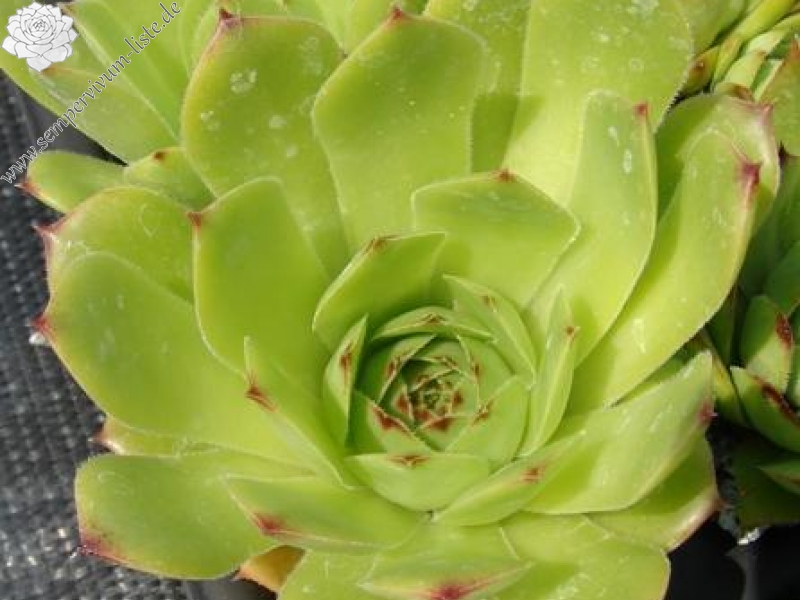tectorum var. tectorum (murale)