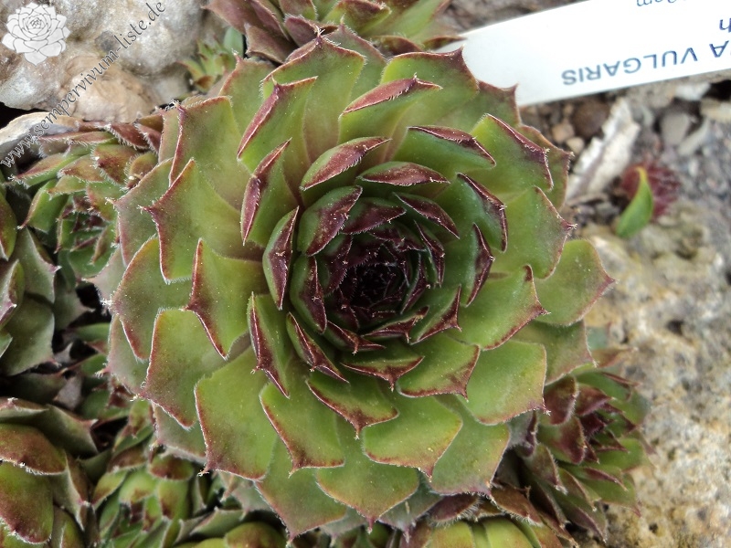 tectorum var. tectorum (murale)