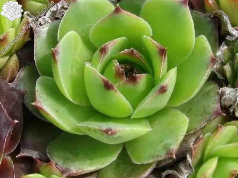 tectorum var. tectorum (murale)