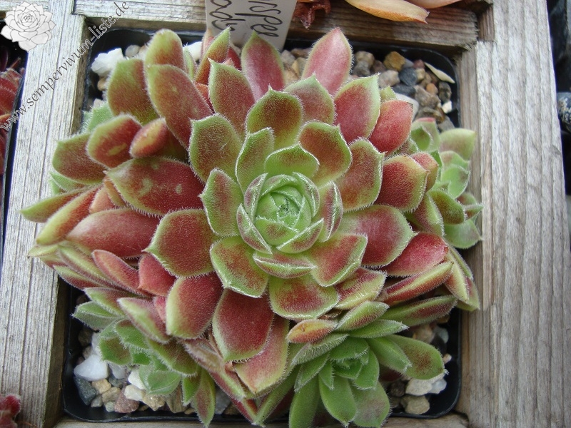 Korspel Lady