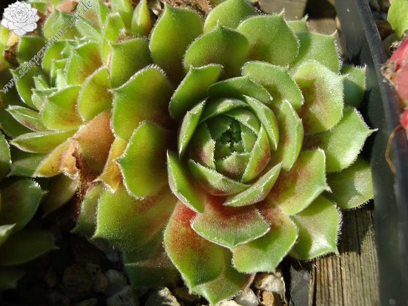 Korspel Lady