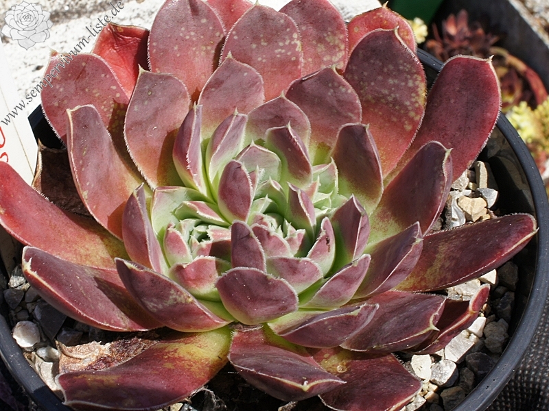 Korspel Red Rock / Jovi