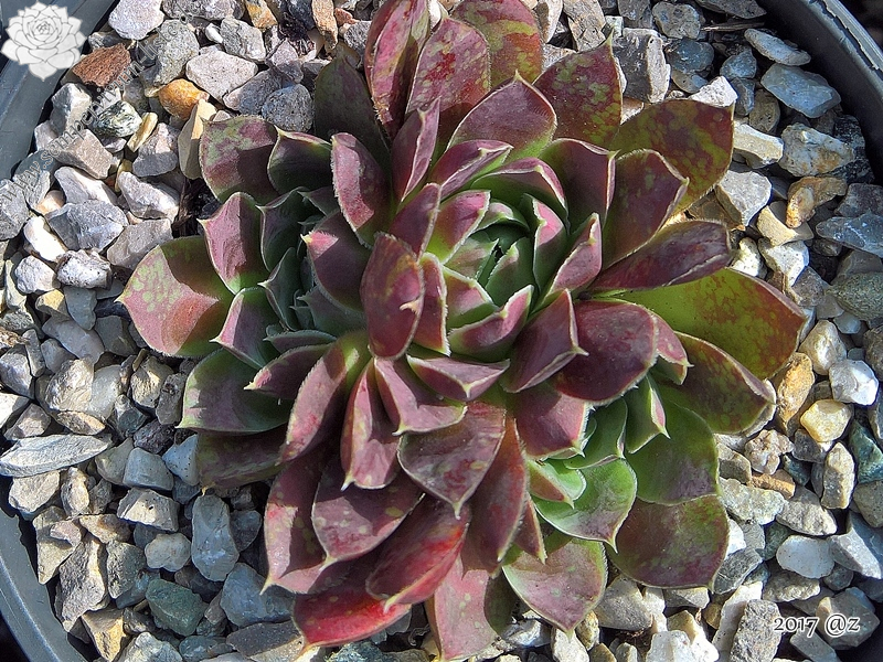 Korspel Red Rock / Jovi