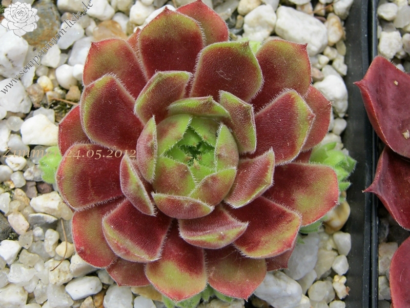 Korspel Lady