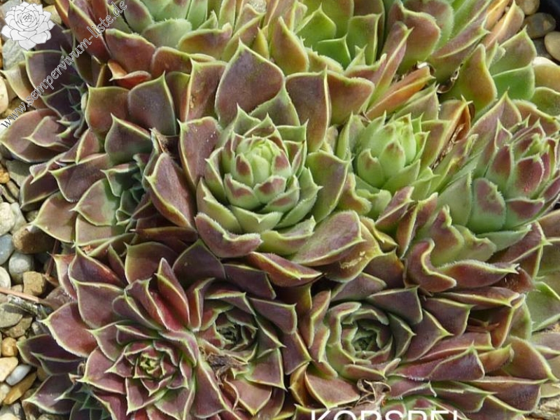 Korspel Red Perpetoe / Jovi