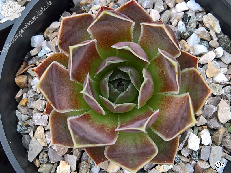 Korspelse Sampsane / Jovi