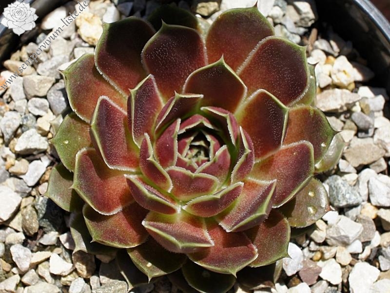 Korspel Red Perpetoe / Jovi