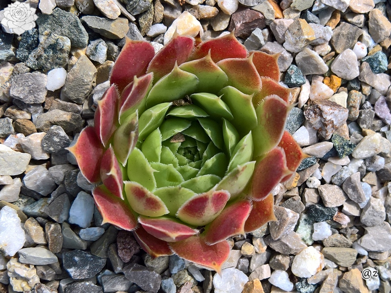 Korspelse Jorinde / Jovi