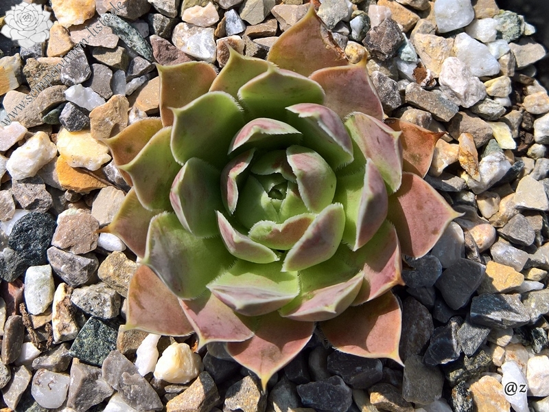 Korspelse Sampsane / Jovi