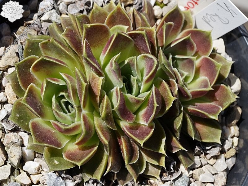 Korspel Red Perpetoe / Jovi