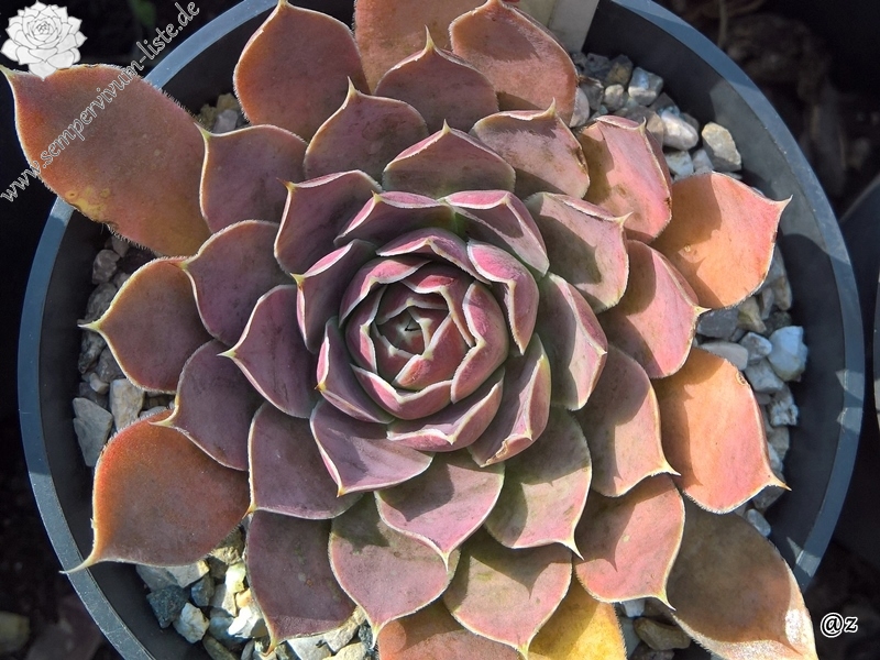 Korspelse Sampsane / Jovi