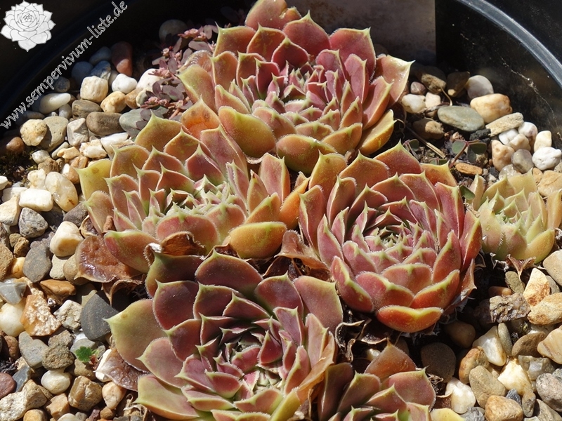 Korspel Red Perpetoe / Jovi