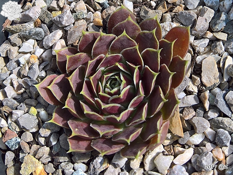 Korspel Red Perpetoe / Jovi