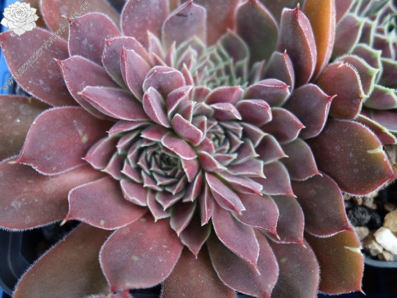 Cloudy Sunrise / Jovi