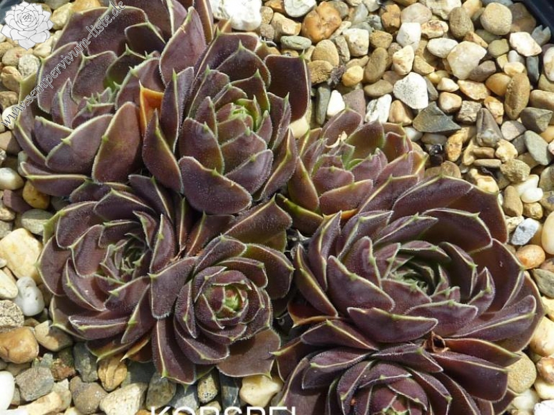 Korspel Red Luster / Jovi