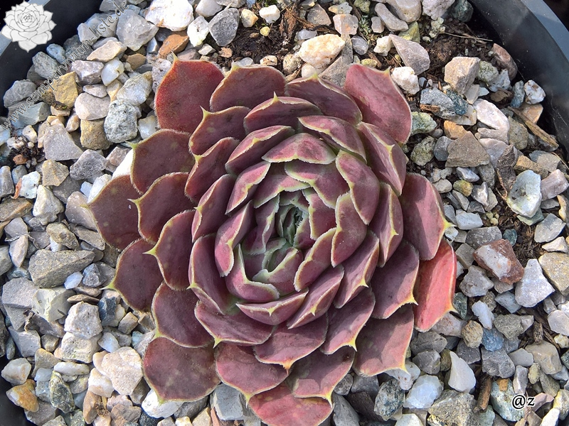 Korspelse Netiya / Jovi