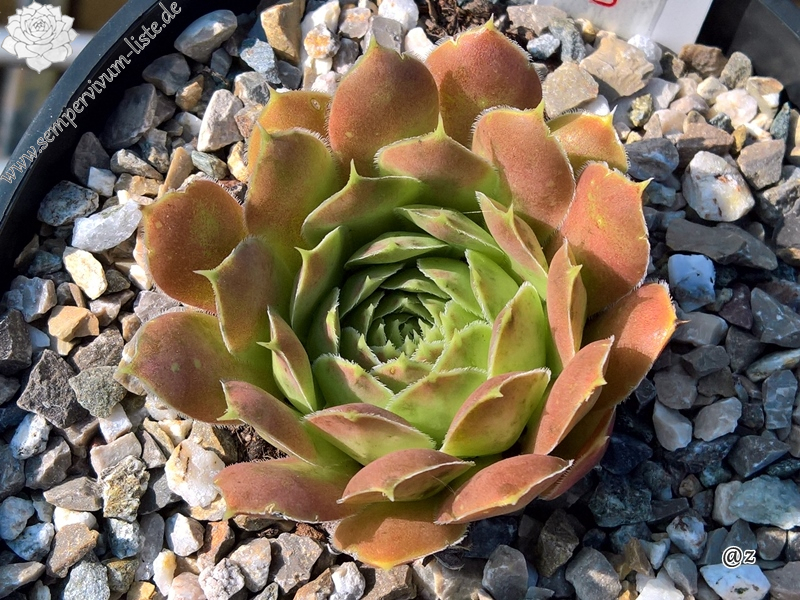 Korspelse Salimah / Jovi