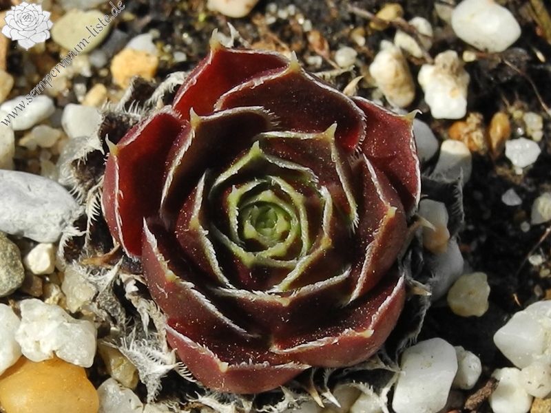 Claret Crousse / Jovi