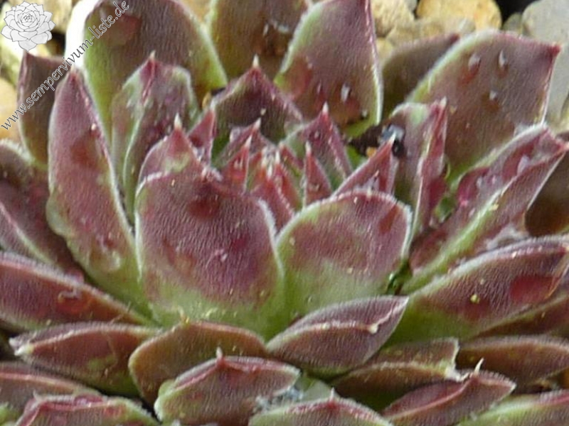 Cloudy Sunrise / Jovi