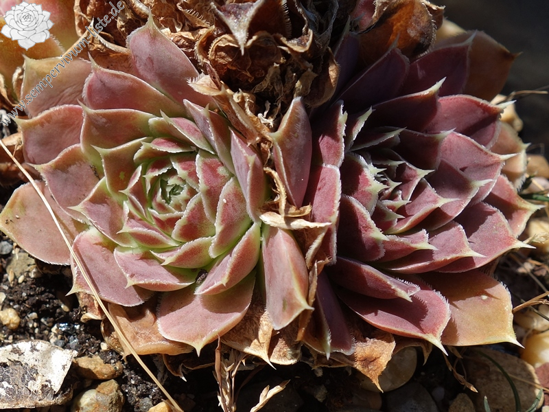 Korspelse Netiya / Jovi