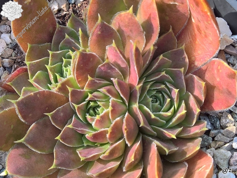 Korspelse Salimah / Jovi