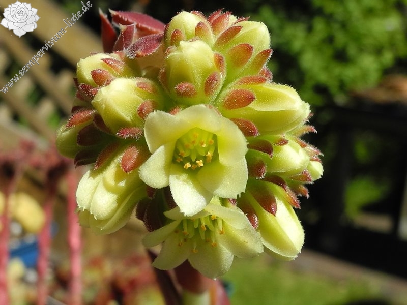 Claret Crousse / Jovi